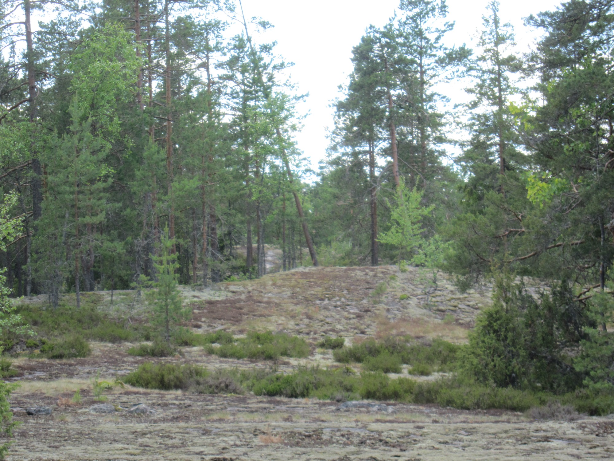 Tuolta polku tulee...